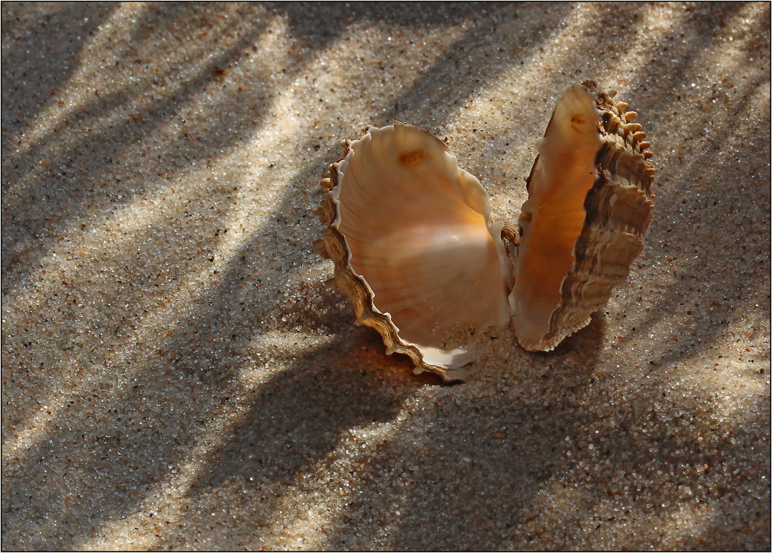 Muscheliges im warmen Sand.
