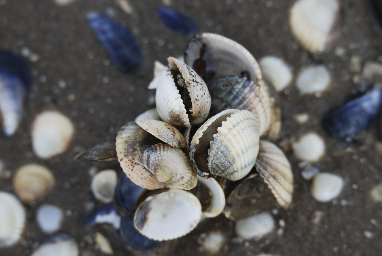 Muschelimpressionen