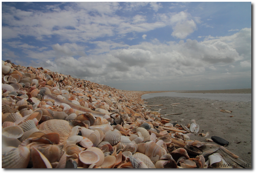 Muschelkante