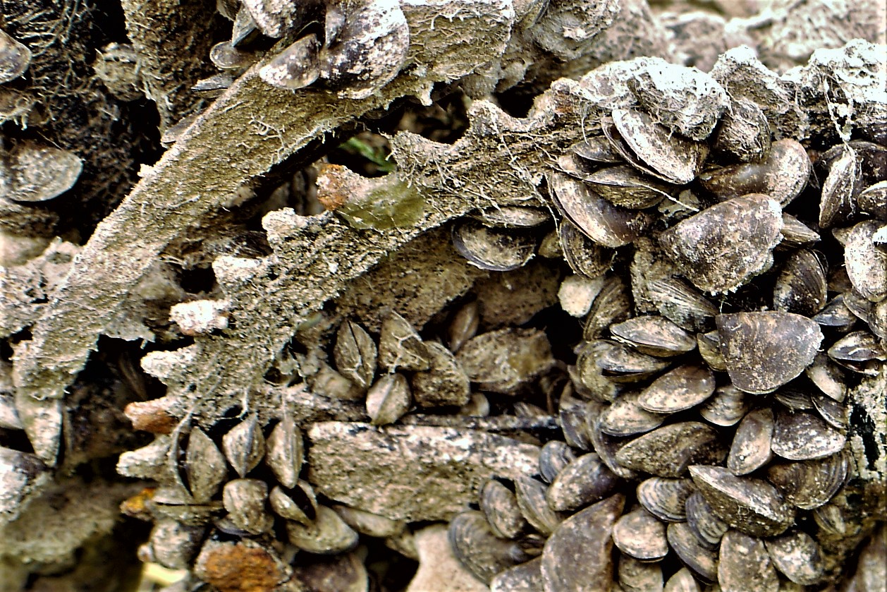 Muschelkettenkranz