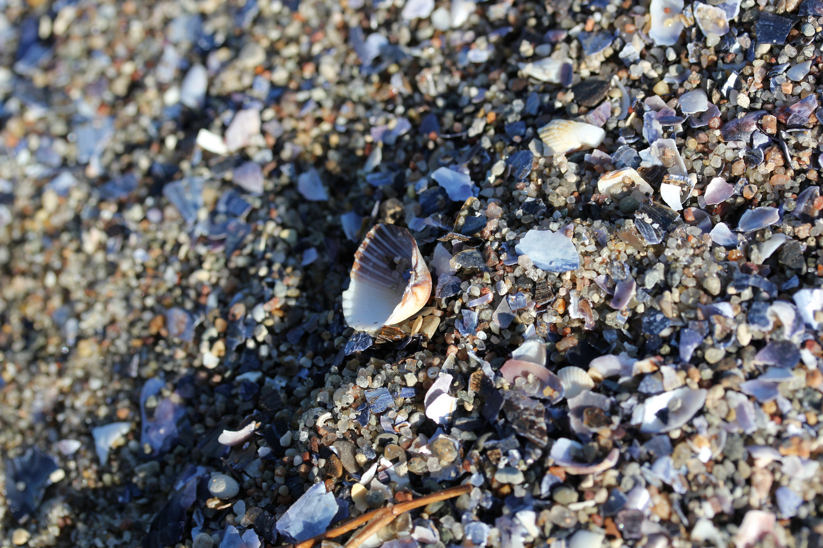 Muschelkies auf Poel