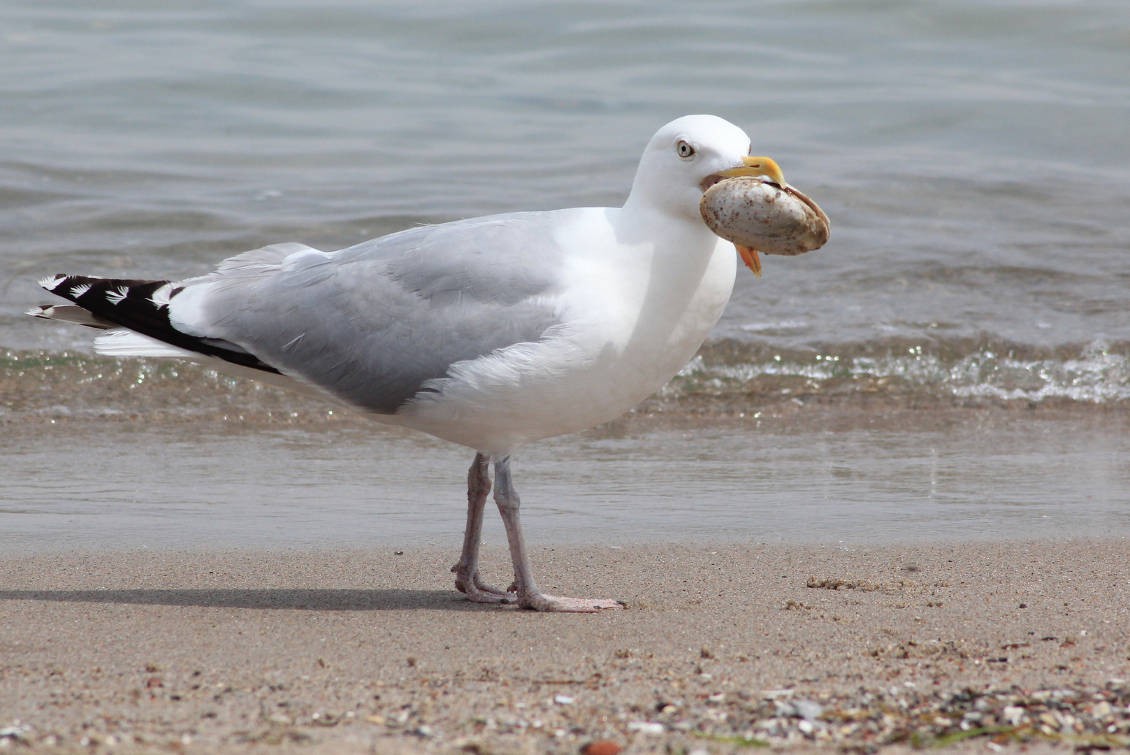 Muschelknacker