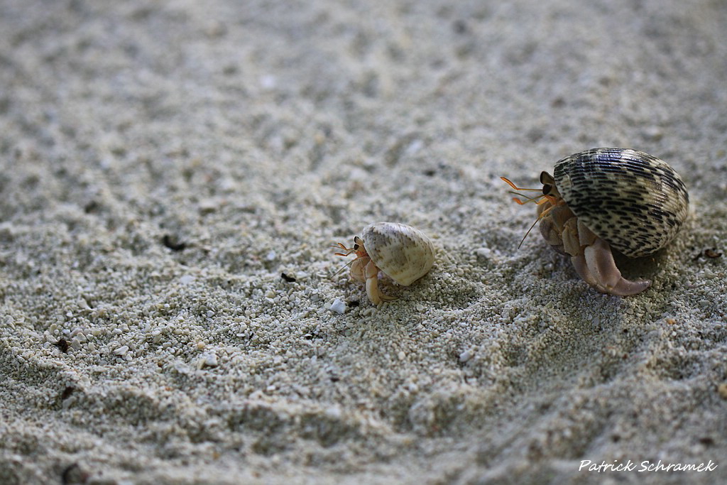 Muschelkonvoi :)