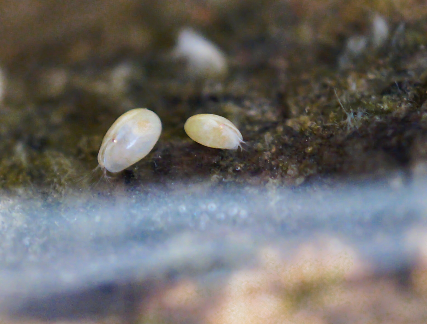 Muschelkrebse (Ostracoden)