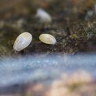 Muschelkrebse (Ostracoden)