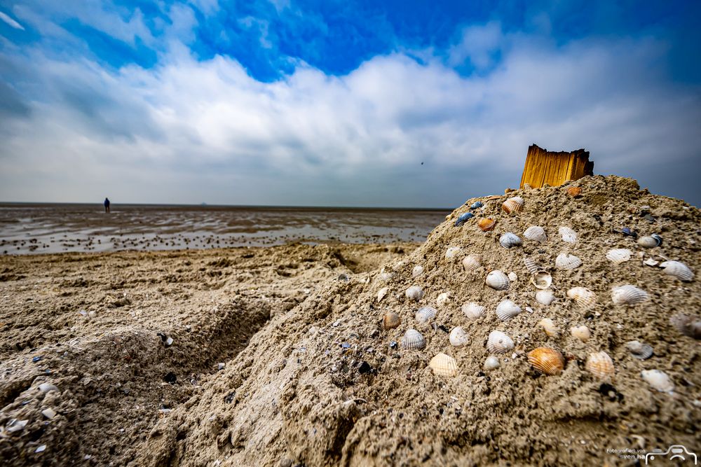 Muschelkunst