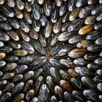 Muschelkunst - Un tableau de moules