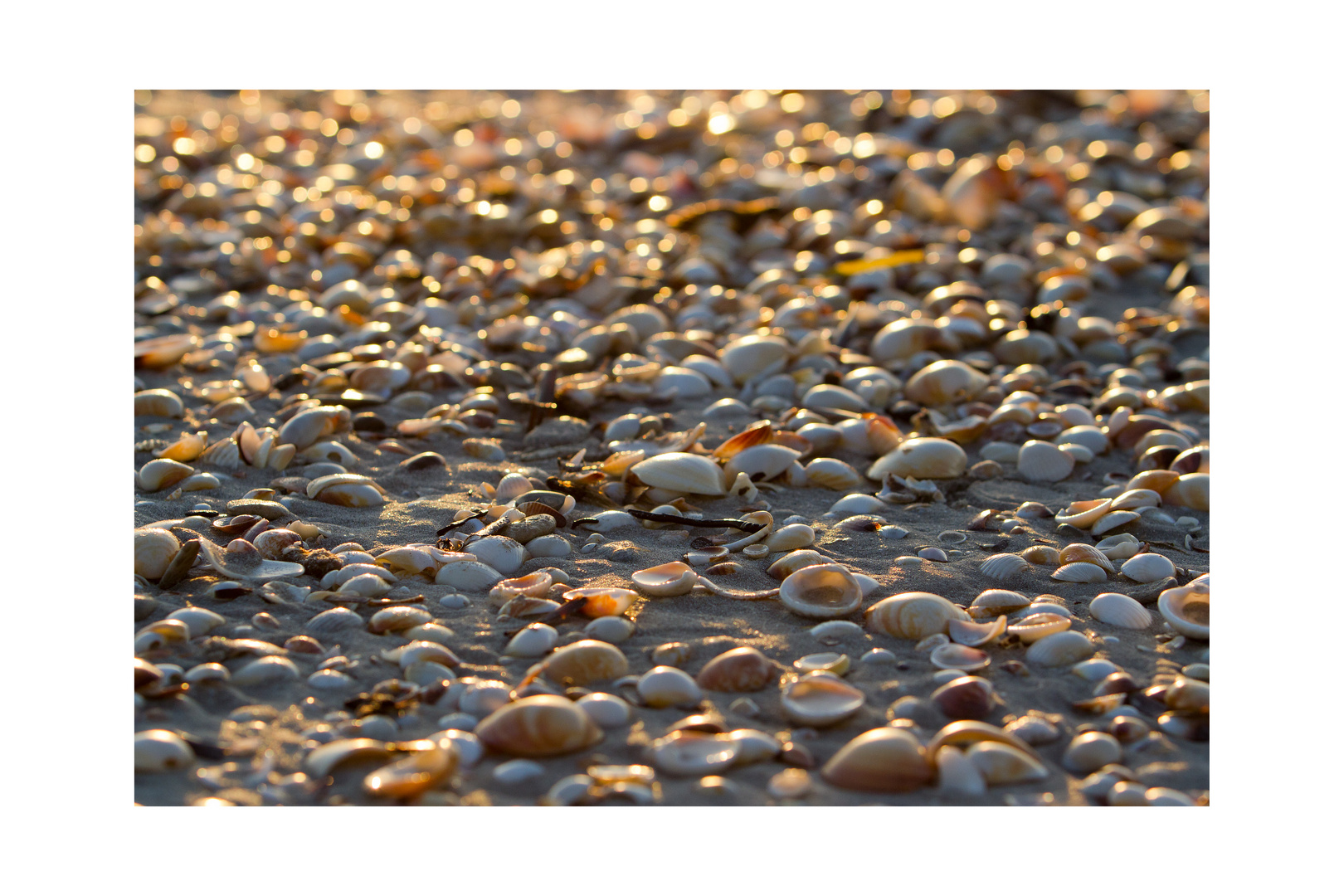 Muschelmeer