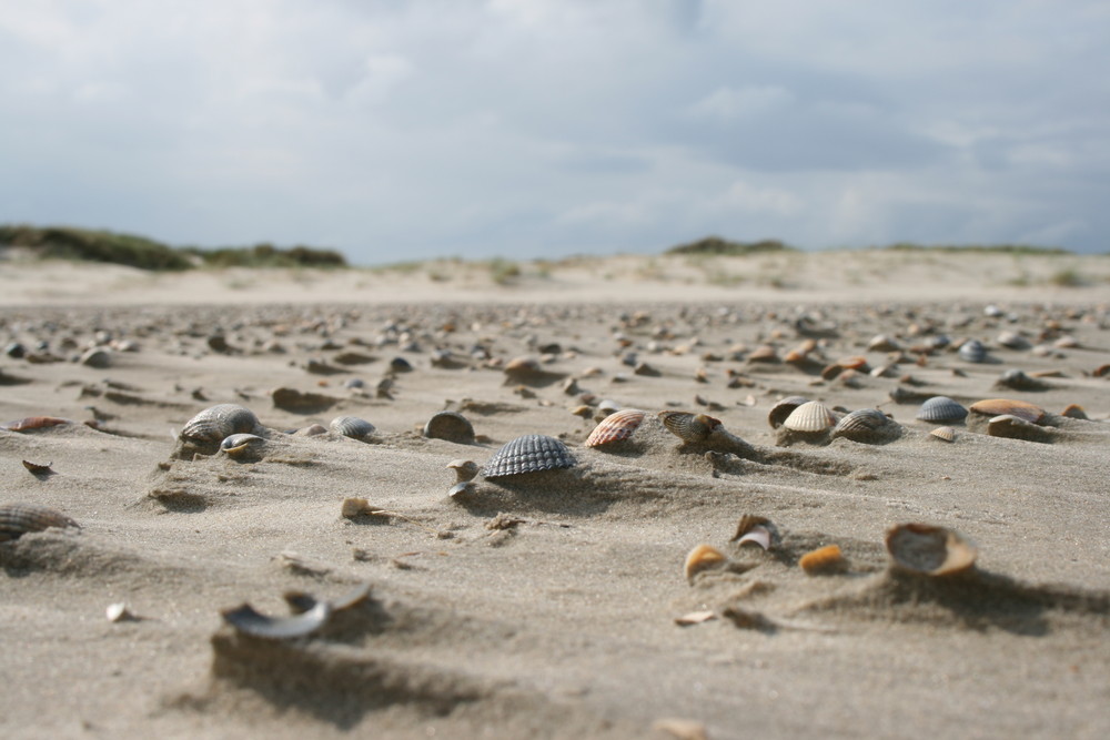 Muschelmeer