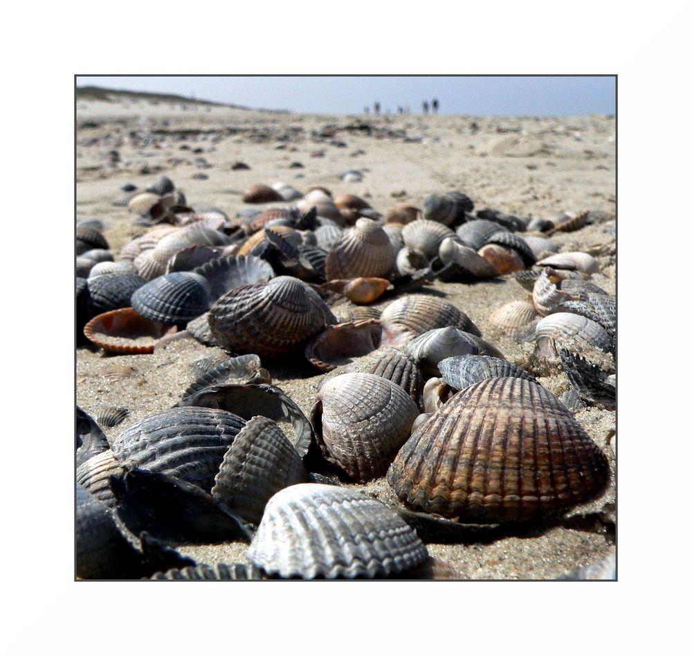 Muschelmeer