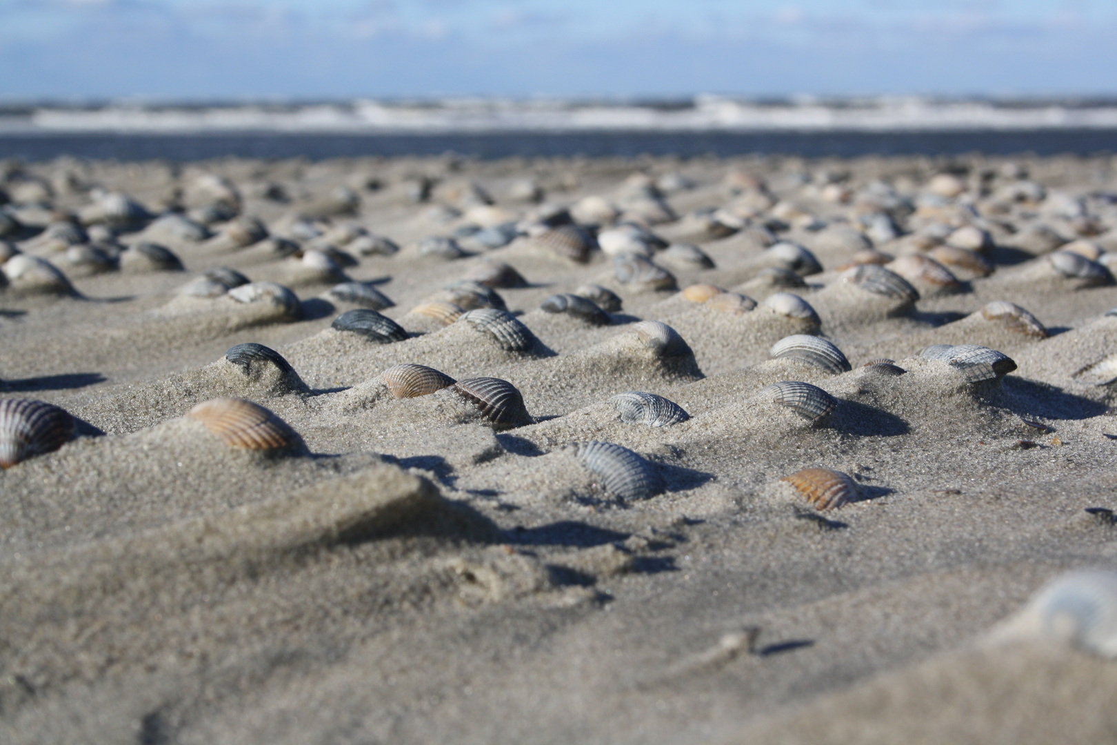 Muschelmeer