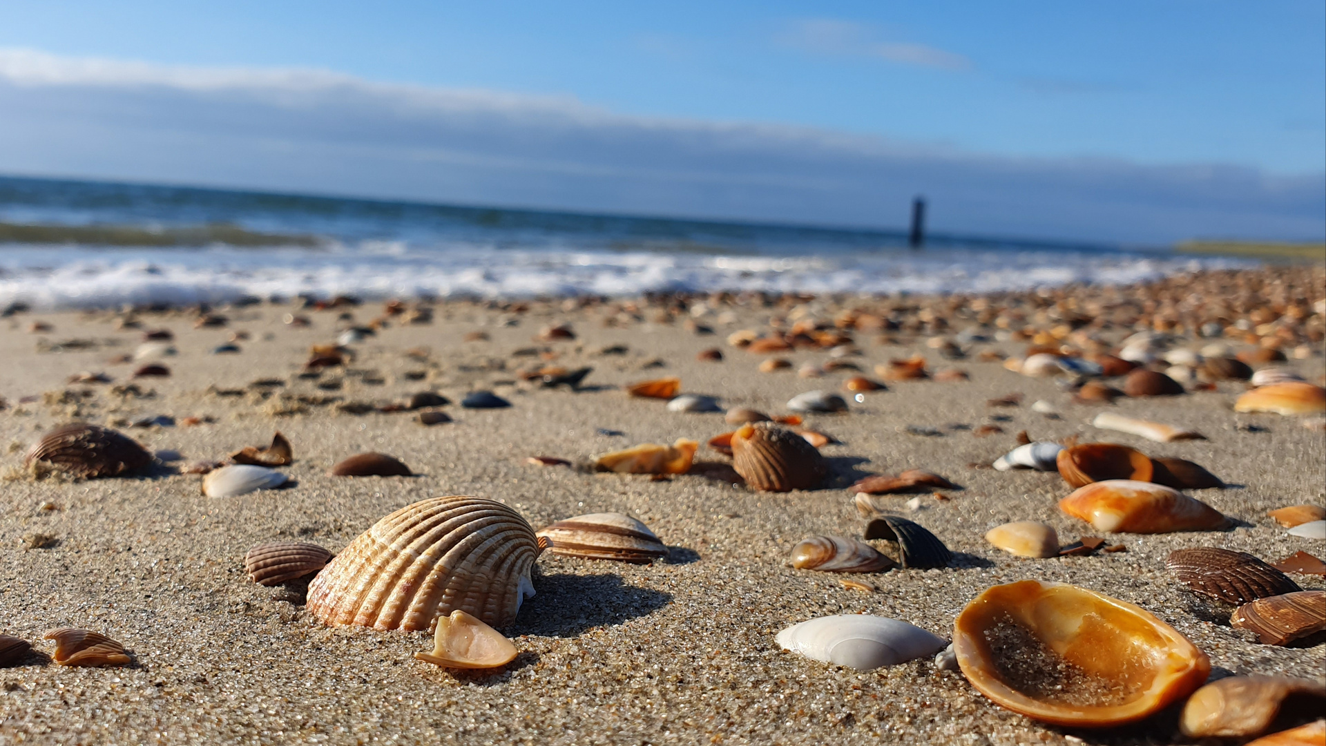 Muschelmeeting