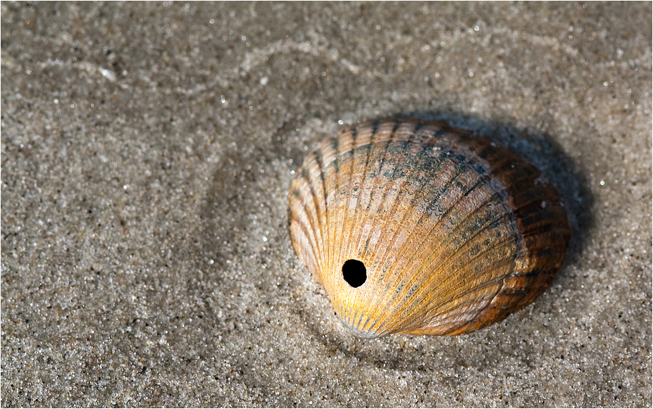 Muschelmord...