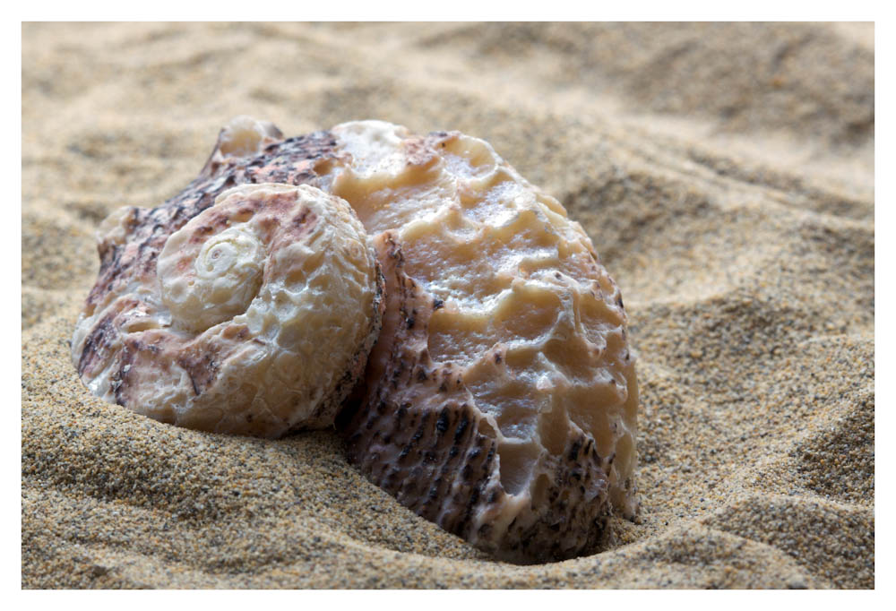 3 Muscheln 3 Muscheln