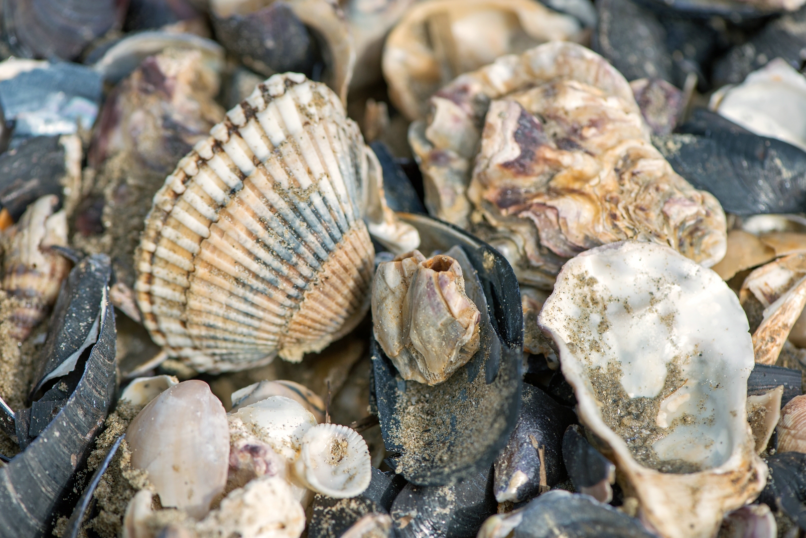 Muscheln . Foto & Bild nikon, makro, meer Bilder auf Muscheln . Foto & Bild nikon, makro, meer Bilder auf