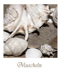 Muscheln