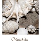 Muscheln