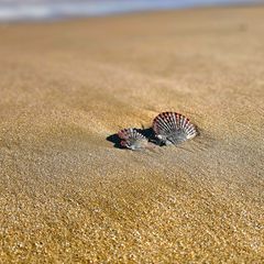 Muscheln