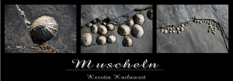 Muscheln