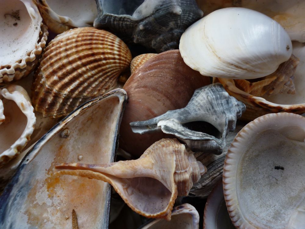 Muscheln Foto &amp; Bild | europe, italy, vatican city, s marino, italy ...