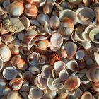 Muscheln am Dixi Beach