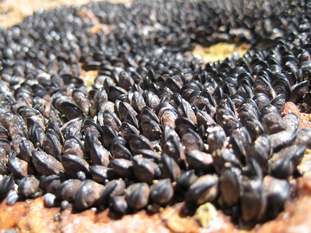 Muscheln am Felsen