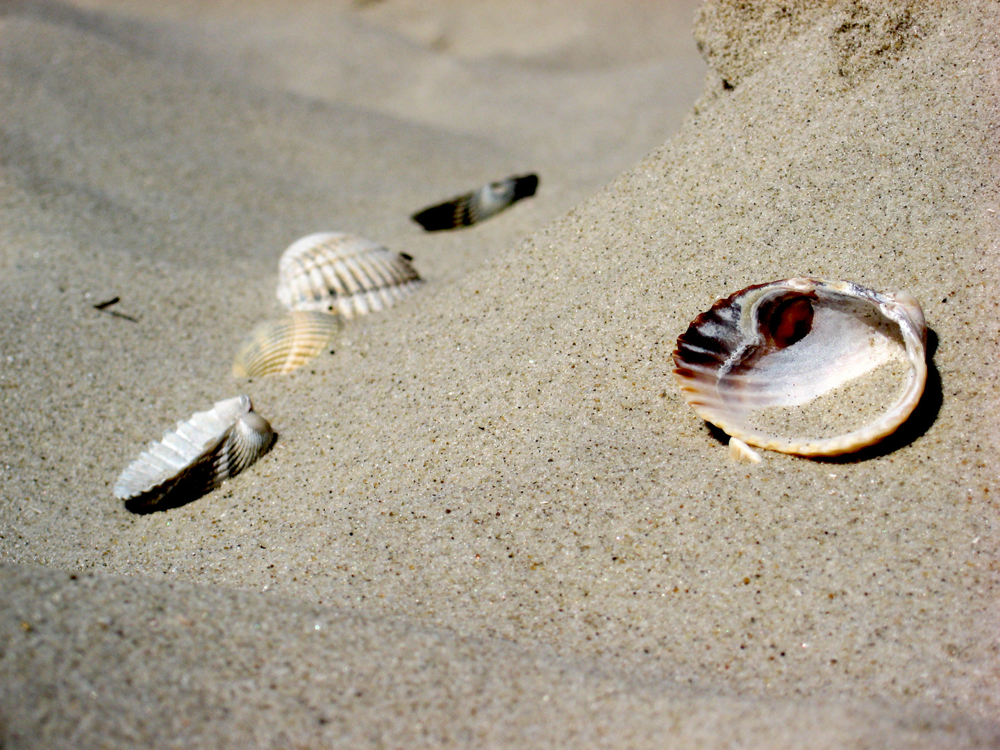 Muscheln am Langeooger Strand