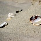 Muscheln am Langeooger Strand