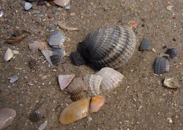 Muscheln am Meer