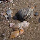 Muscheln am Meer