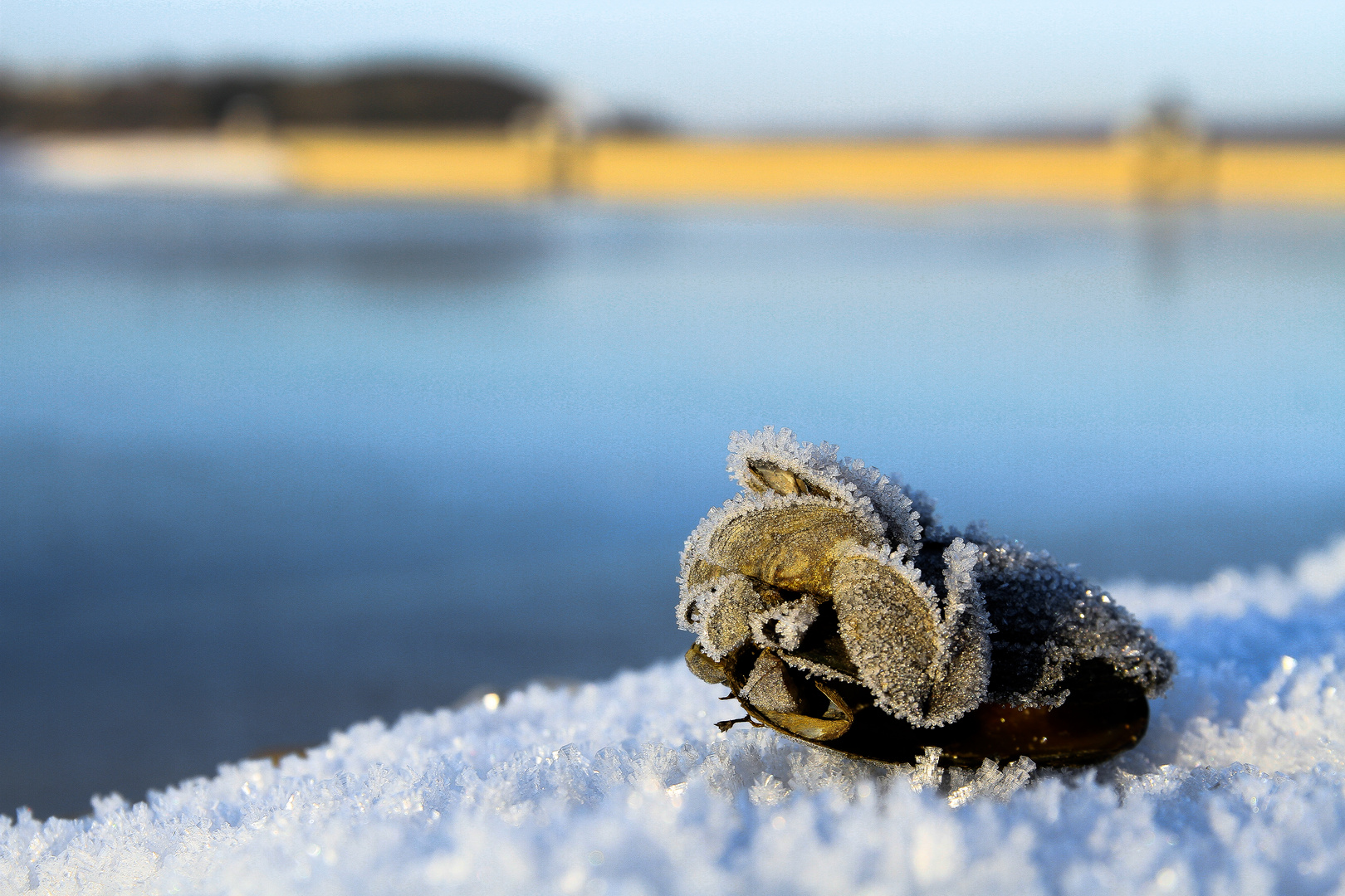 Muscheln am Morgen