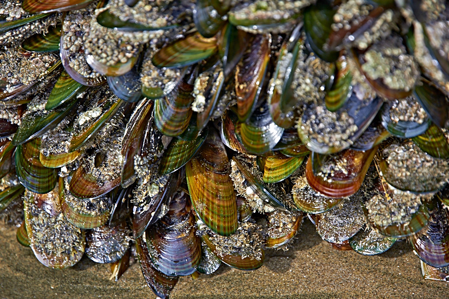 Muscheln am Muriwai-Beach