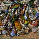 Muscheln am Muriwai-Beach