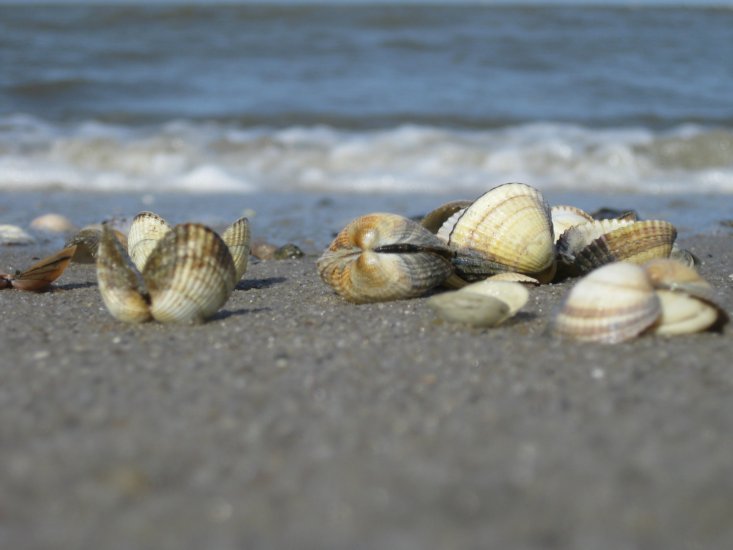 Muscheln am Nordseestrand