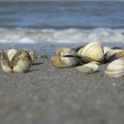 Muscheln am Nordseestrand