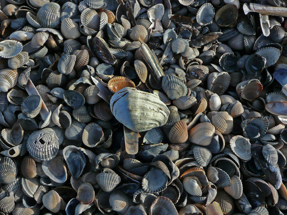 Muscheln am Nordseestrand