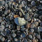 Muscheln am Nordseestrand