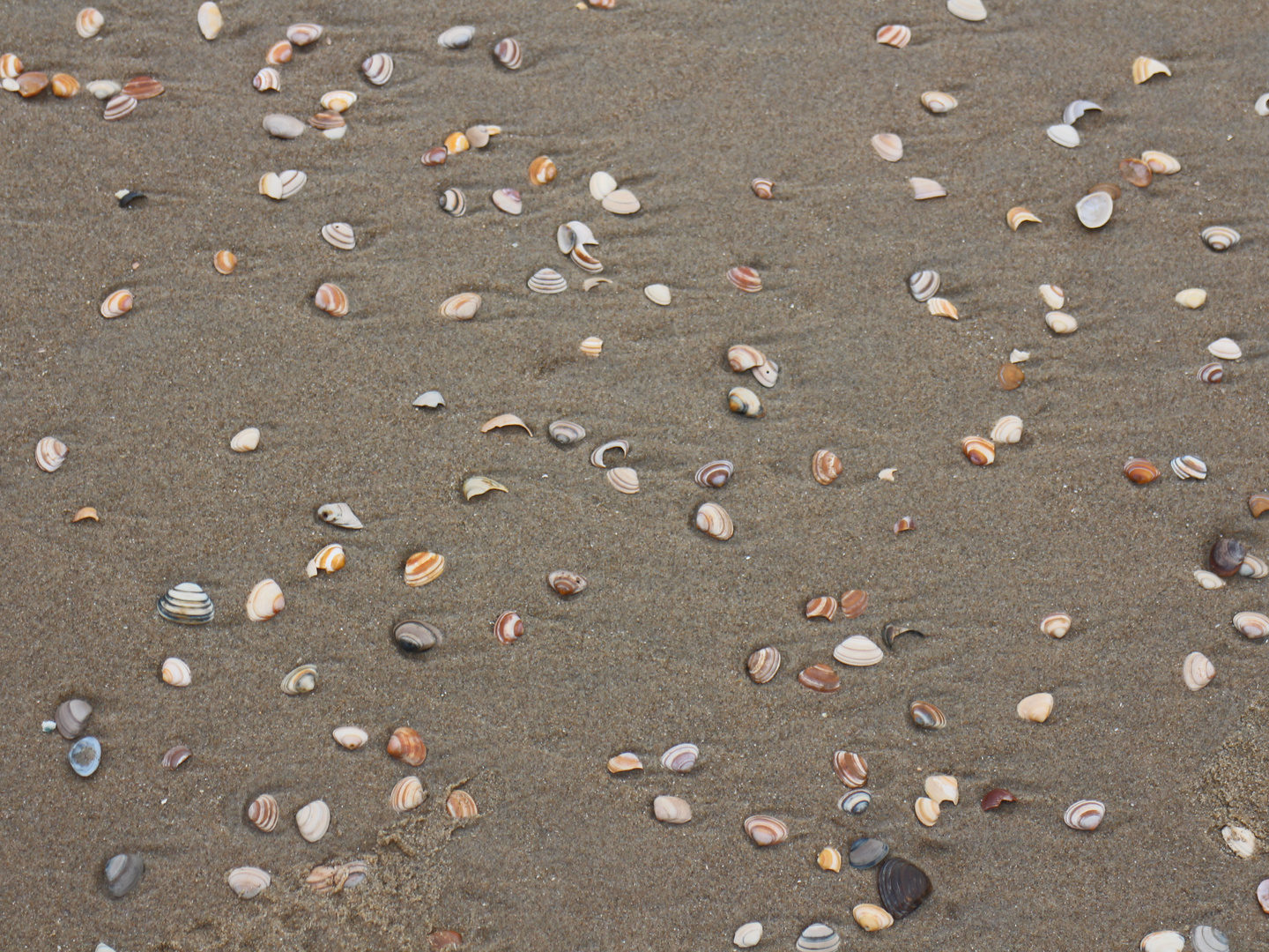 Muscheln am Nordseestrand