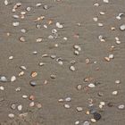 Muscheln am Nordseestrand