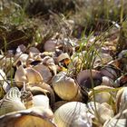 Muscheln am Nordseeufer 