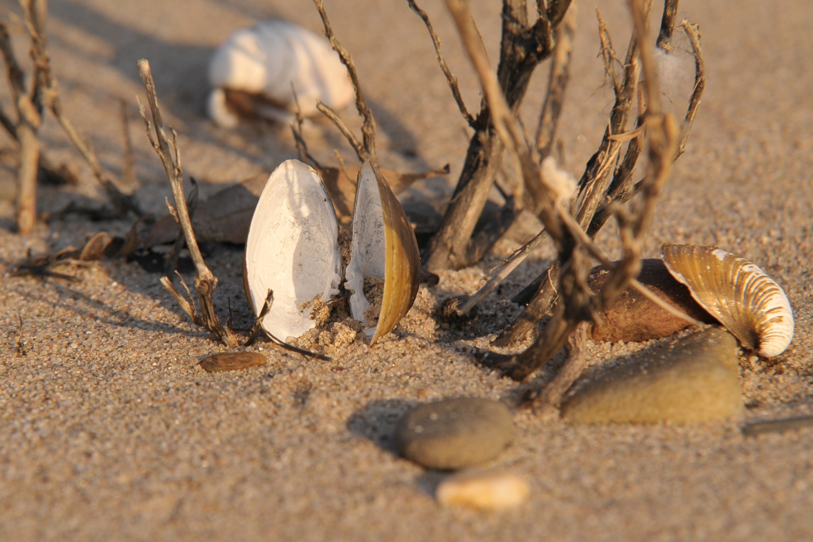 Muscheln am Rheinstrand