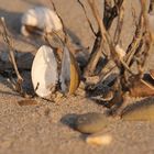 Muscheln am Rheinstrand