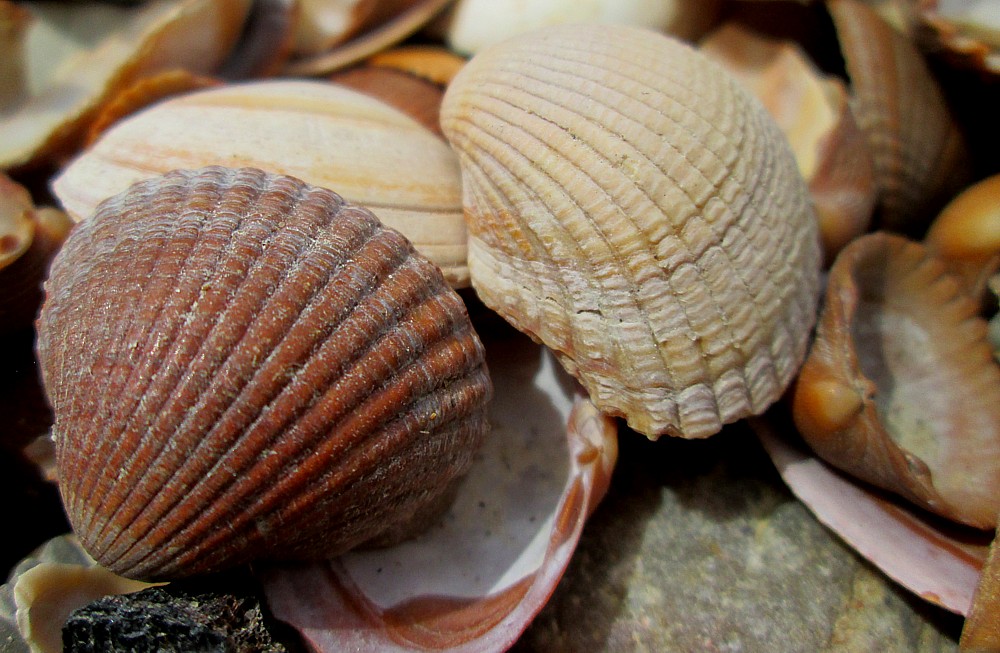 Muscheln am Stadtstrand Foto &amp; Bild | sommer, braun, strand Bilder auf ...