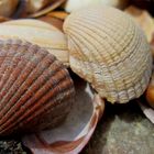 Muscheln am Stadtstrand