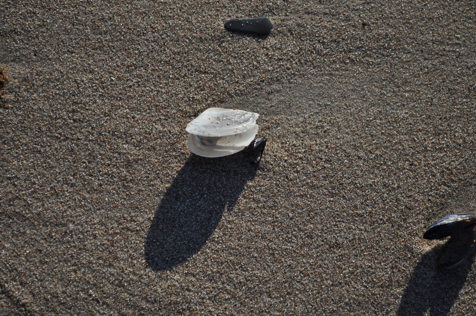 Muscheln am Strand