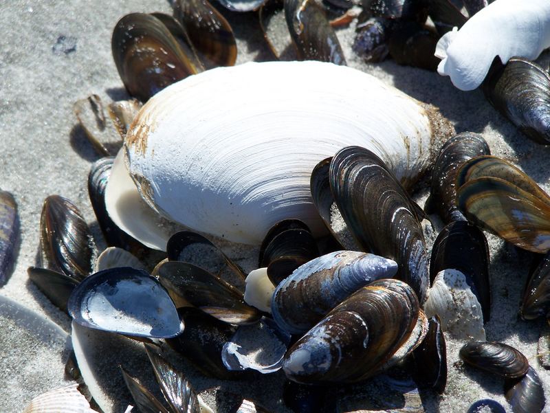 muscheln am strand