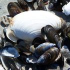 muscheln am strand