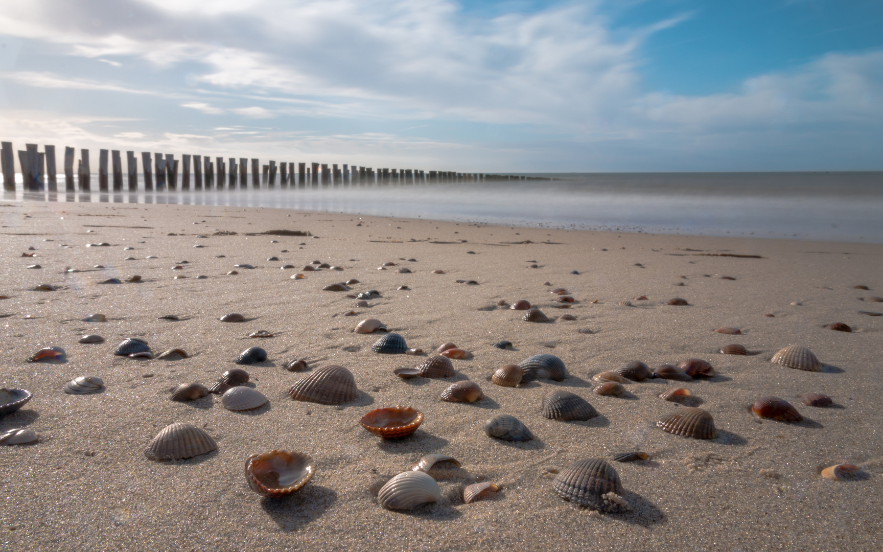 Muscheln am Strand