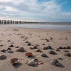 Muscheln am Strand