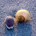 Muscheln am Strand